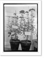 Historic Framed Print, Chrysanthemum show, [10/30/23] - 2,  17-7/8" x 21-7/8"