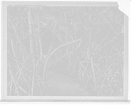 Historic Framed Print, Mango [sic] trees on the jungle trail, Palm Beach, Fla.,  17-7/8" x 21-7/8"