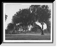 Historic Framed Print, An Old live oak at Bonaventure, Savannah, Ga.,  17-7/8" x 21-7/8"
