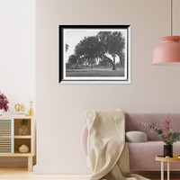 Historic Framed Print, An Old live oak at Bonaventure, Savannah, Ga.,  17-7/8" x 21-7/8"