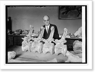 Historic Framed Print, Prof. Chas. Gilmore of Smithsonian Institution with dinosaur Diplodochus, 9/25/24,  17-7/8" x 21-7/8"