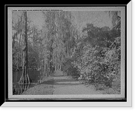 Historic Framed Print, Walk along the lake, Magnolia-on-the-Ashley, [Magnolia Gardens], Charleston, S.C.,  17-7/8" x 21-7/8"