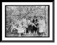 Apple Blossoms at Winchester, Va., 5/3/26, Antique Poster