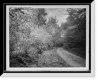 Burt Shotton, Browns, Antique Print