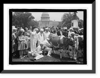Milking cow on Capitol grounds, Washington, D.C, Historic Print