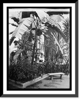 Historic Framed Print, Banana tree, Pan Am. Union, [Washington, D.C.] - 2,  17-7/8" x 21-7/8"