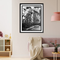 Historic Framed Print, Banana tree, Pan Am. Union, [Washington, D.C.] - 2,  17-7/8" x 21-7/8"
