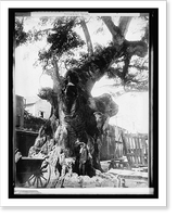Historic Framed Print, Tree in San Domingo to which Columbus is said to have tied his caravel, 9/19/21,  17-7/8" x 21-7/8"