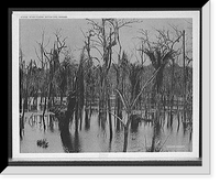 Historic Framed Print, Dying forest, Gatun Lake, Panama,  17-7/8" x 21-7/8"