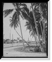 Historic Framed Print, [Cocoanut trees along the docks, Miami, Fla.],  17-7/8" x 21-7/8"