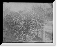 Historic Framed Print, [Hibiscus blossoms, West Palm Beach, Fla.],  17-7/8" x 21-7/8"