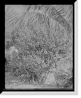 Historic Framed Print, [Hibiscus, city park, West Palm Beach, Fla.],  17-7/8" x 21-7/8"