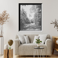 Historic Framed Print, [Bluff Point, N.Y., Hotel Champlain, birches and pines, Green Drive],  17-7/8" x 21-7/8"