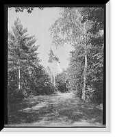 Historic Framed Print, [Bluff Point, N.Y., Hotel Champlain, birches and pines, Green Drive],  17-7/8" x 21-7/8"