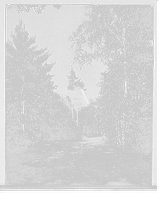 Historic Framed Print, [Bluff Point, N.Y., Hotel Champlain, birches and pines, Green Drive],  17-7/8" x 21-7/8"