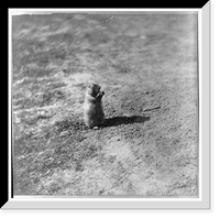 Historic Framed Print, Prairie dog at Prairie Dog Town Abilene Kansas 447 miles west of St. Louis Mo.,  17-7/8" x 21-7/8"