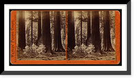 Historic Framed Print, In the Mariposa Grove Mariposa County Cal. - 2,  17-7/8" x 21-7/8"