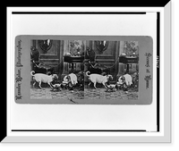 Historic Framed Print, [Dog looking at monkey with ball of yarn]. Leander Baker photographer.,  17-7/8" x 21-7/8"