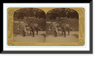 Historic Framed Print, [Two donkeys wearing saddles],  17-7/8" x 21-7/8"
