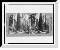 Historic Framed Print, The Wawona Tree Mariposa Grove Yosemite Valley California,  17-7/8" x 21-7/8"