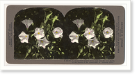 Historic Framed Print, A closer view permits us to peak into the very depths of the flowers of the Convolvulus or Morning Glory,  17-7/8" x 21-7/8"