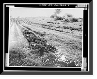 Gold Ridge Farm, 7777 Bodega Avenue, Sebastopol, Sonoma County, CA - 2, Vintage Wall Art
