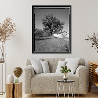 Gold Ridge Farm, 7777 Bodega Avenue, Sebastopol, Sonoma County, CA - 19, Vintage Poster