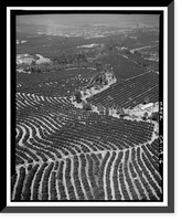 Historic Framed Print, Arlington Heights Citrus Landscape, Southwestern portion of city of Riverside, Riverside, Riverside County, CA - 6,  17-7/8" x 21-7/8"