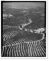 Historic Framed Print, Arlington Heights Citrus Landscape, Southwestern portion of city of Riverside, Riverside, Riverside County, CA - 6,  17-7/8" x 21-7/8"