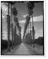 Arlington Heights Citrus Landscape, Southwestern portion of city of Riverside, Riverside, Riverside County, CA - 14, Vintage Wall Art