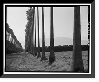 Historic Framed Print, Arlington Heights Citrus Landscape, Southwestern portion of city of Riverside, Riverside, Riverside County, CA - 15,  17-7/8" x 21-7/8"