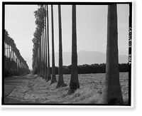 Historic Framed Print, Arlington Heights Citrus Landscape, Southwestern portion of city of Riverside, Riverside, Riverside County, CA - 15,  17-7/8" x 21-7/8"