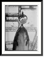 Launch of Jap. Cruiser MYOKO - 2, Antique Print