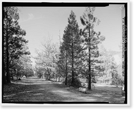 Wawona Road, Between South Entrance & Yosemite Valley, Yosemite Village, Mariposa County, CA - 14, Vintage Poster