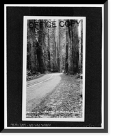 Redwood National & State Parks Roads, California coast from Crescent City to Trinidad, Crescent City, Del Norte County, CA - 62, Antique Poster
