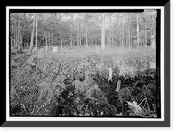 Savannah & Ogeechee Barge Canal, Between Ogeechee & Savannah Rivers, Savannah vicinity, Chatham County, GA - 27, Antique Poster