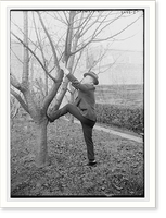 Historic Framed Print, J.C. Smith about to climb a tree,  17-7/8" x 21-7/8"