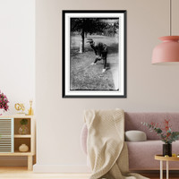 Fitziu - 30 Classic, Antique Poster