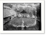 Historic Framed Print, Trinidad .  sorting cocoa beans,  17-7/8" x 21-7/8"