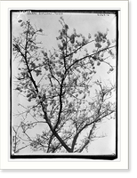 Historic Framed Print, Cherry Blossoms, Tokyo,  17-7/8" x 21-7/8"