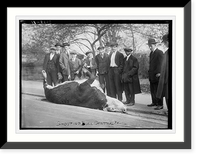 Shooting Bull . Central Park - 3, Vintage Poster