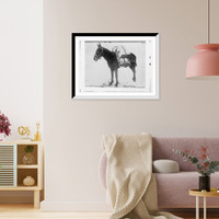 Historic Framed Print, Pack mule of U.S. Army Signal Corps, used for carrying storage batteries for the field wireless telegraph,  17-7/8" x 21-7/8"