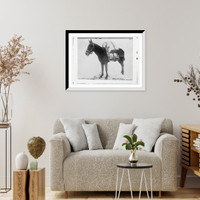 Historic Framed Print, Pack mule of U.S. Army Signal Corps, used for carrying storage batteries for the field wireless telegraph,  17-7/8" x 21-7/8"