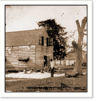 Port Royal Island S.C. African Americans preparing cotton for the gin on Smiths pla Classic, Antique Poster