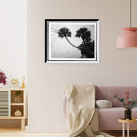 Historic Framed Print, [Palmettos near St. Sebastian],  17-7/8" x 21-7/8"