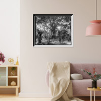 Historic Framed Print, Rubber tree, Eden,  17-7/8" x 21-7/8"