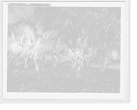 Historic Framed Print, Cocoanuts and pineapples, Lake Worth, Fla.,  17-7/8" x 21-7/8"