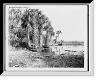 Shore line along Lake George, Fla, Antique Poster
