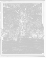 Historic Framed Print, Cocoanut trees, Lake Worth, Fla.,  17-7/8" x 21-7/8"