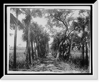 Historic Framed Print, Old Causeway, near Ormond, Fla.,  17-7/8" x 21-7/8"